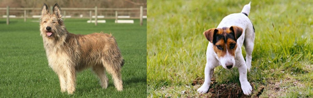 Russell Terrier vs Berger Picard - Breed Comparison