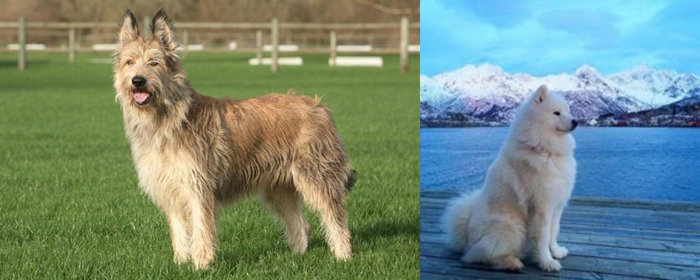 Samoyed vs Berger Picard - Breed Comparison