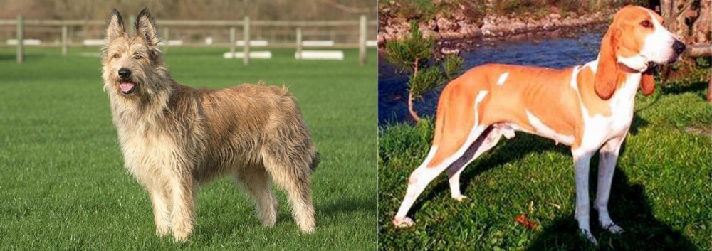 Schweizer Laufhund vs Berger Picard - Breed Comparison