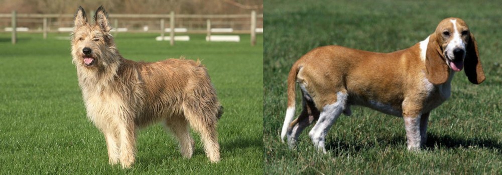 Schweizer Niederlaufhund vs Berger Picard - Breed Comparison