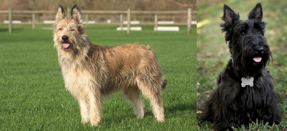 Scoland Terrier vs Berger Picard - Breed Comparison