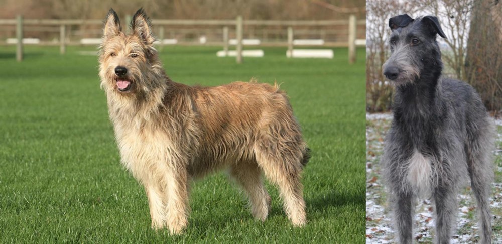Scottish Deerhound vs Berger Picard - Breed Comparison