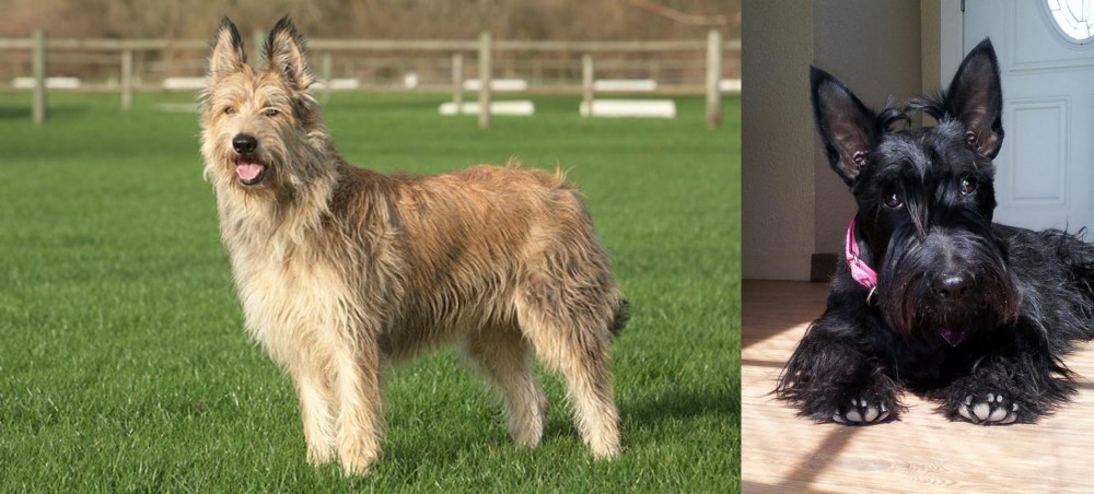 Scottish Terrier vs Berger Picard - Breed Comparison