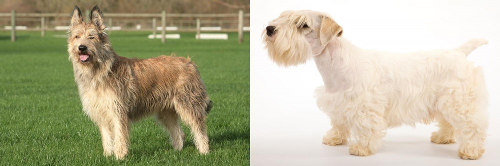 Sealyham Terrier vs Berger Picard - Breed Comparison