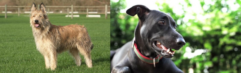 Shepard Labrador vs Berger Picard - Breed Comparison