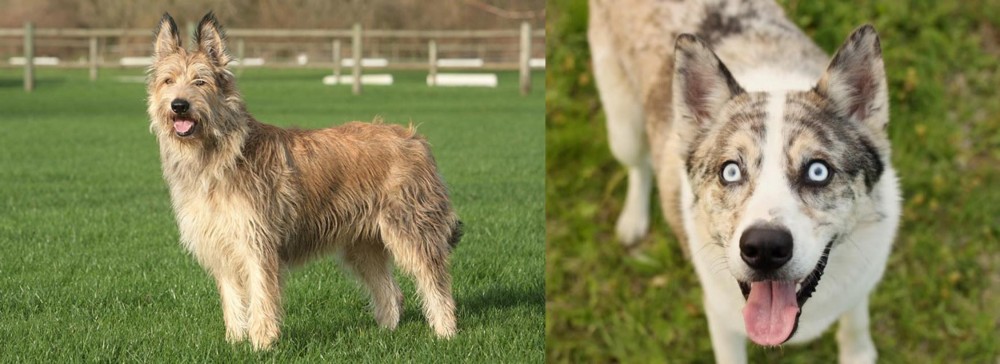 Shepherd Husky vs Berger Picard - Breed Comparison