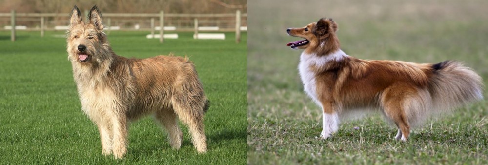 Shetland Sheepdog vs Berger Picard - Breed Comparison
