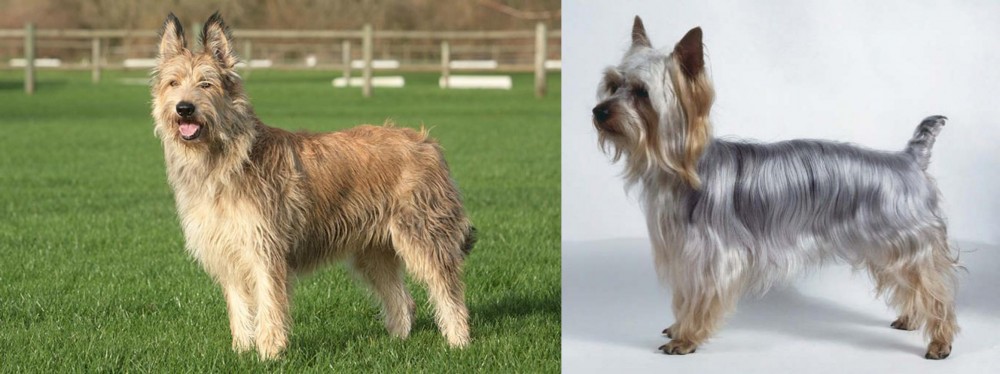 Silky Terrier vs Berger Picard - Breed Comparison