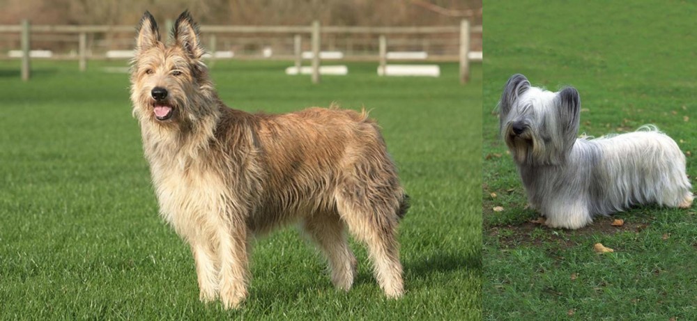 Skye Terrier vs Berger Picard - Breed Comparison