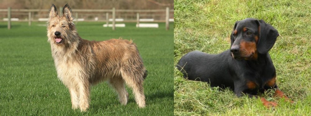 Slovakian Hound vs Berger Picard - Breed Comparison