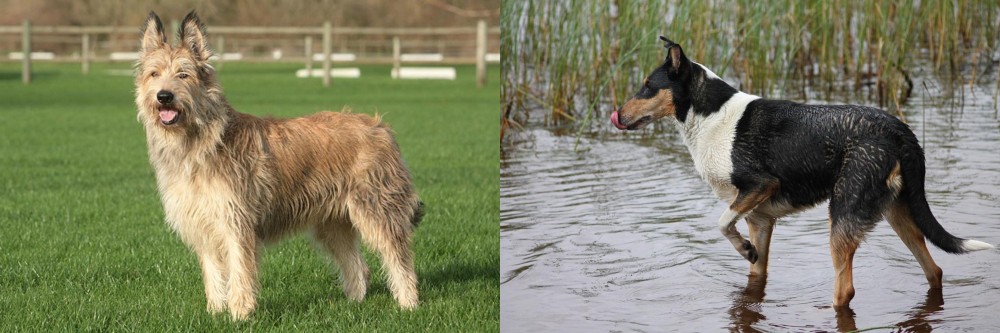 Smooth Collie vs Berger Picard - Breed Comparison