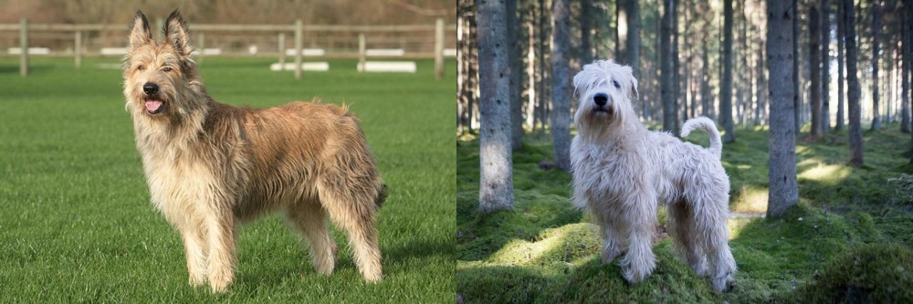 Soft-Coated Wheaten Terrier vs Berger Picard - Breed Comparison
