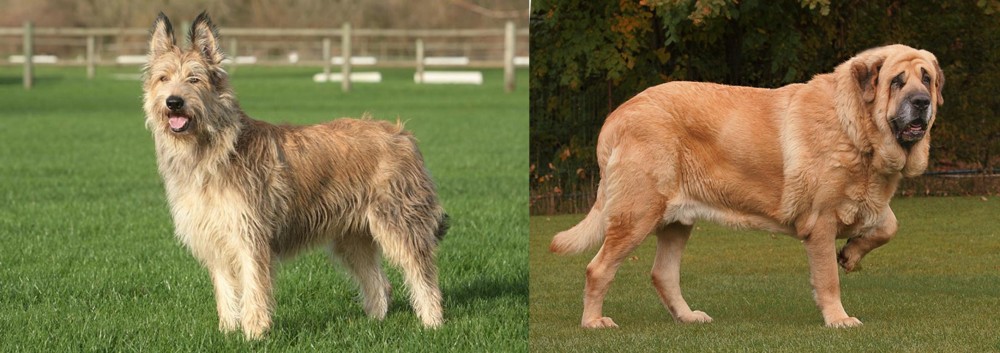 Spanish Mastiff vs Berger Picard - Breed Comparison