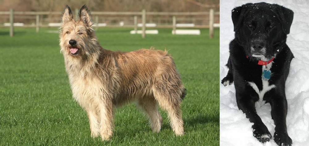 St. John's Water Dog vs Berger Picard - Breed Comparison