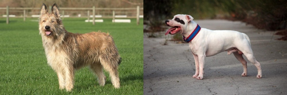 Staffordshire Bull Terrier vs Berger Picard - Breed Comparison