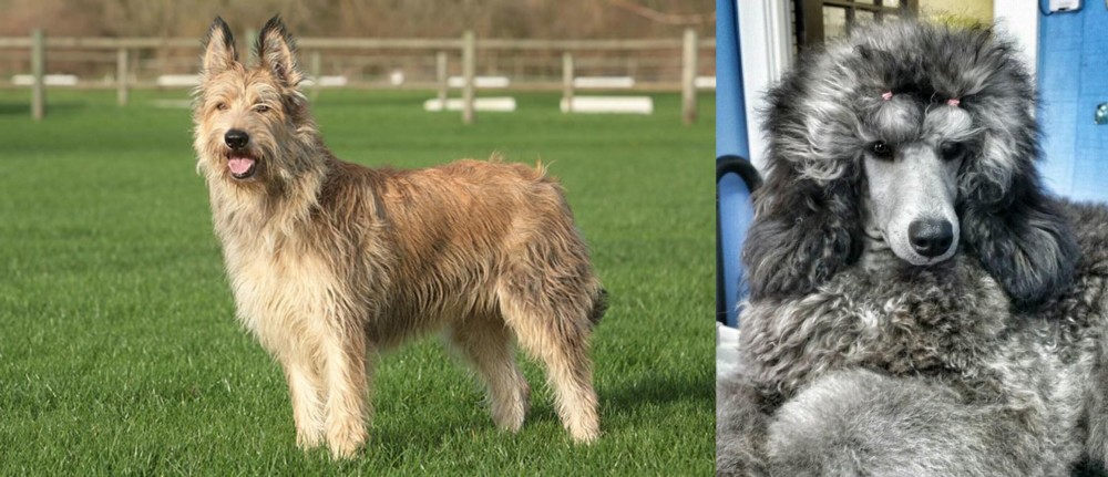 Standard Poodle vs Berger Picard - Breed Comparison