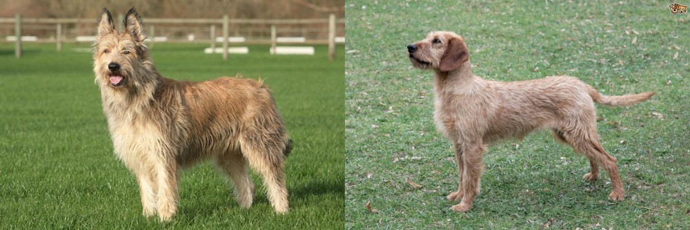 Styrian Coarse Haired Hound vs Berger Picard - Breed Comparison