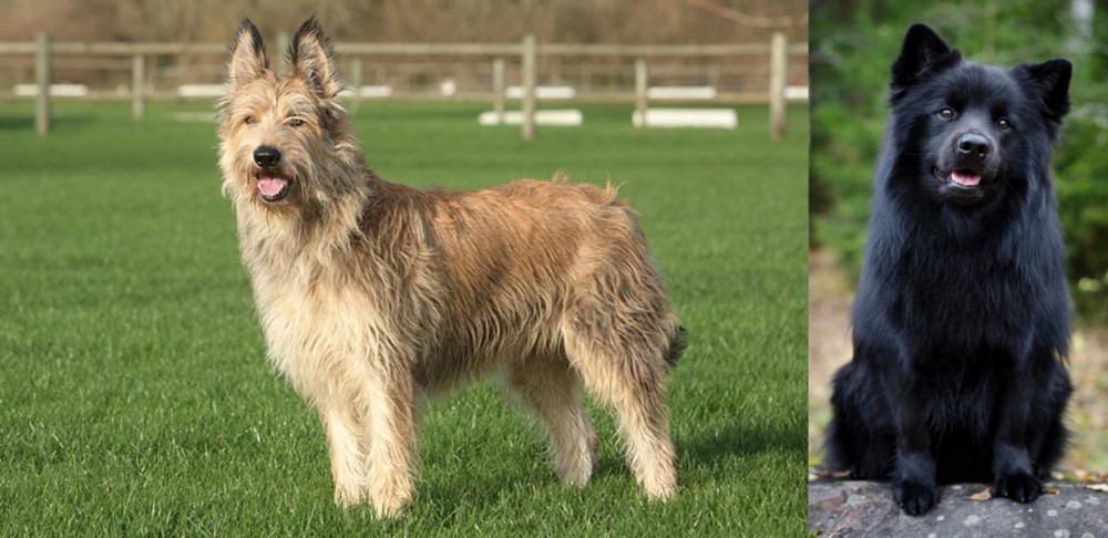 Swedish Lapphund vs Berger Picard - Breed Comparison