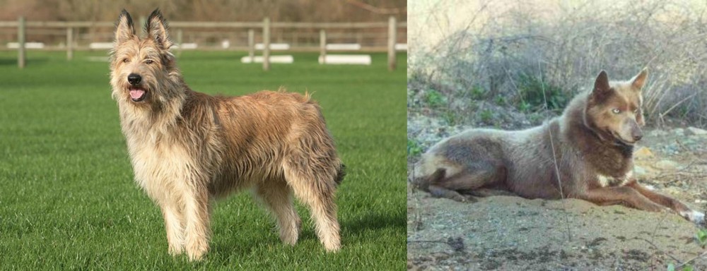 Tahltan Bear Dog vs Berger Picard - Breed Comparison