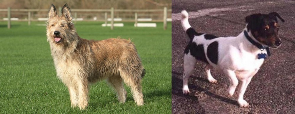 Teddy Roosevelt Terrier vs Berger Picard - Breed Comparison