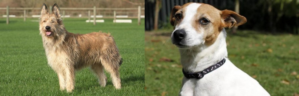 Tenterfield Terrier vs Berger Picard - Breed Comparison