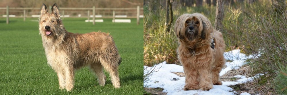 Tibetan Terrier vs Berger Picard - Breed Comparison