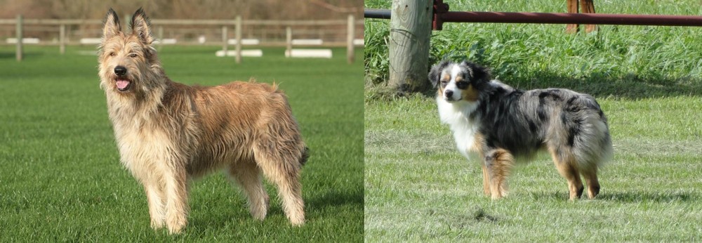 Toy Australian Shepherd vs Berger Picard - Breed Comparison