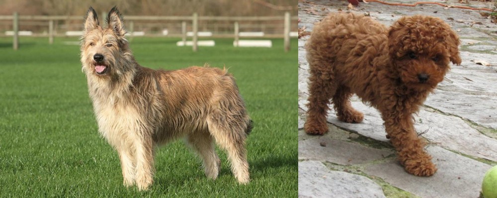 Toy Poodle vs Berger Picard - Breed Comparison