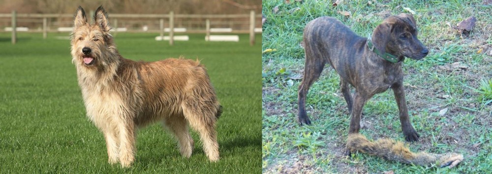 Treeing Cur vs Berger Picard - Breed Comparison