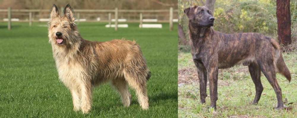 Treeing Tennessee Brindle vs Berger Picard - Breed Comparison