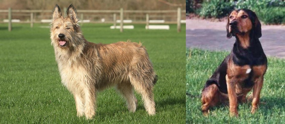 Tyrolean Hound vs Berger Picard - Breed Comparison