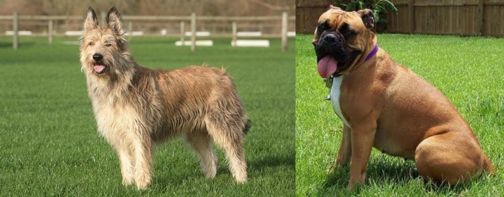 Valley Bulldog vs Berger Picard - Breed Comparison