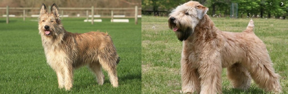 Wheaten Terrier vs Berger Picard - Breed Comparison
