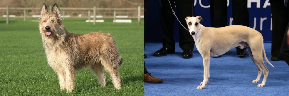 Whippet vs Berger Picard - Breed Comparison