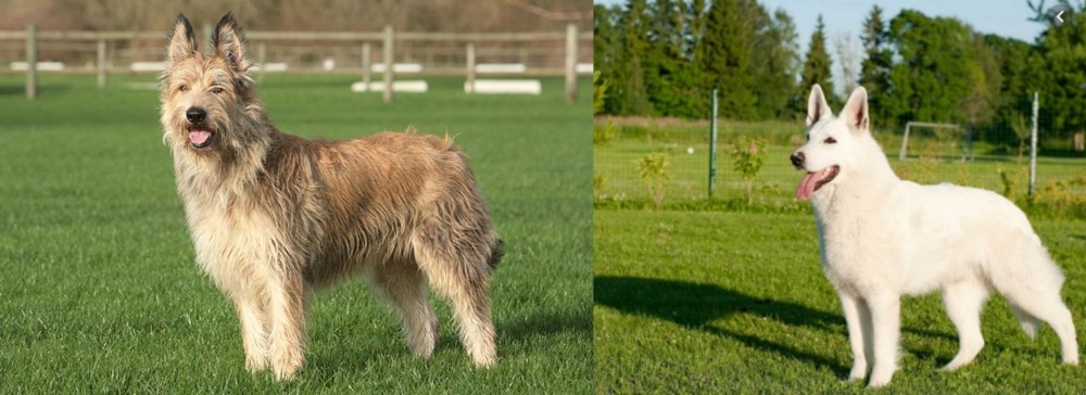 White Shepherd vs Berger Picard - Breed Comparison