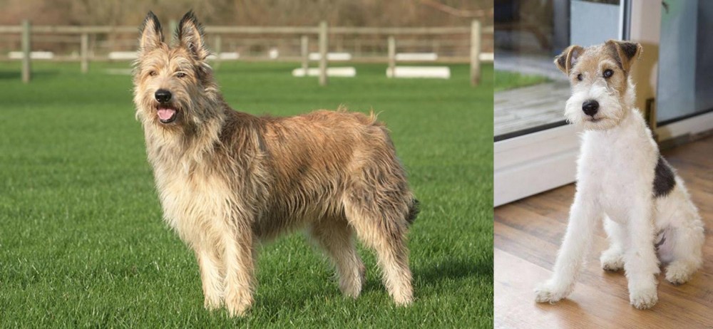 Wire Fox Terrier vs Berger Picard - Breed Comparison