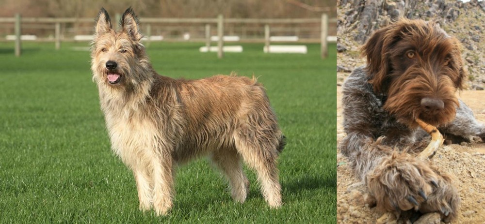 Wirehaired Pointing Griffon vs Berger Picard - Breed Comparison