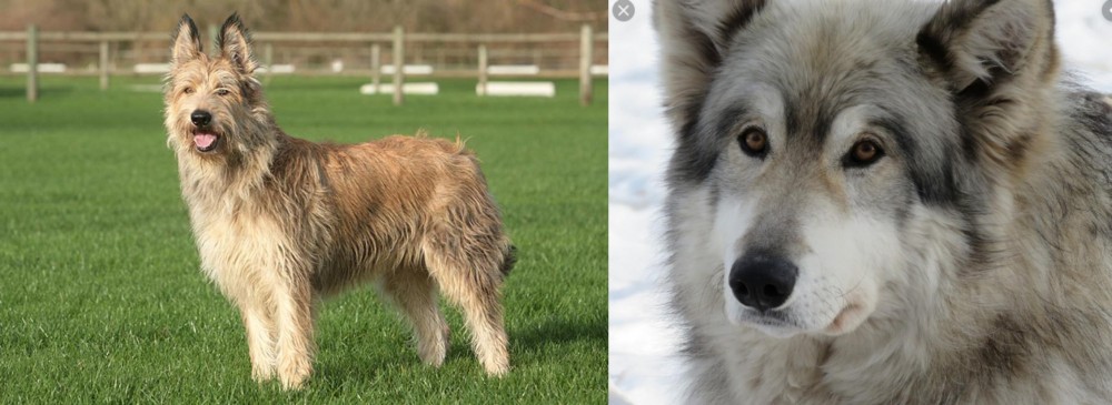 Wolfdog vs Berger Picard - Breed Comparison