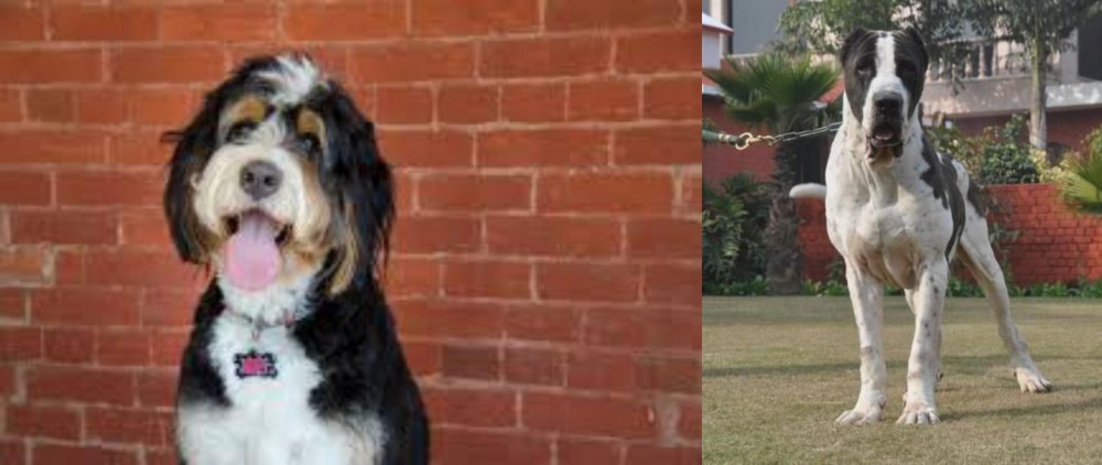 Alangu Mastiff vs Bernedoodle - Breed Comparison