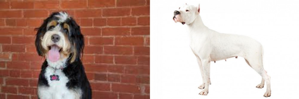 Argentine Dogo vs Bernedoodle - Breed Comparison