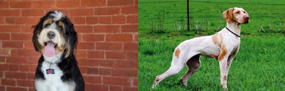 Ariege Pointer vs Bernedoodle - Breed Comparison