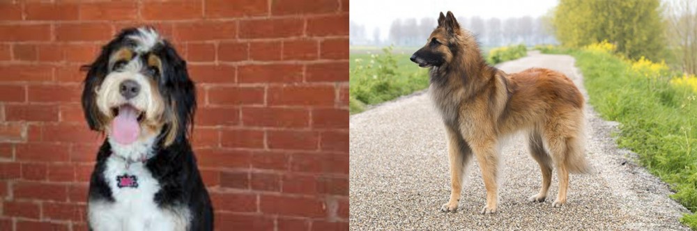 Belgian Shepherd Dog (Tervuren) vs Bernedoodle - Breed Comparison