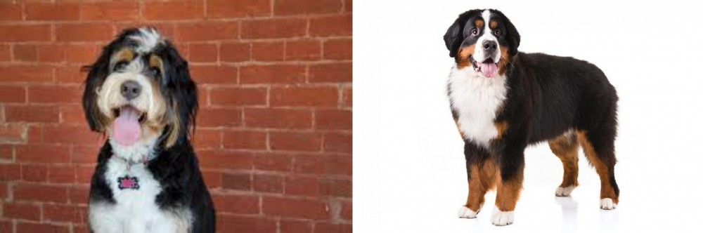 Bernese Mountain Dog vs Bernedoodle - Breed Comparison