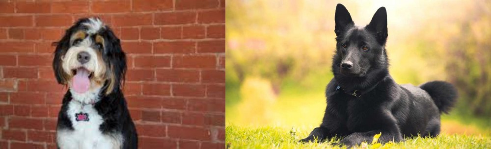 Black Norwegian Elkhound vs Bernedoodle - Breed Comparison