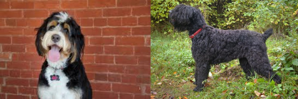 Black Russian Terrier vs Bernedoodle - Breed Comparison
