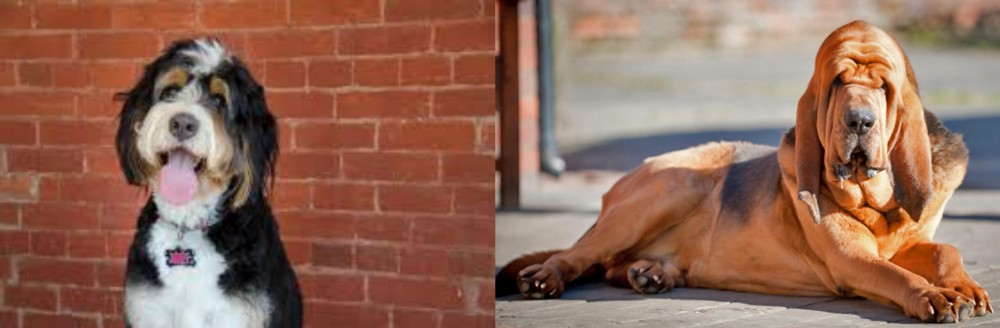 Bloodhound vs Bernedoodle - Breed Comparison