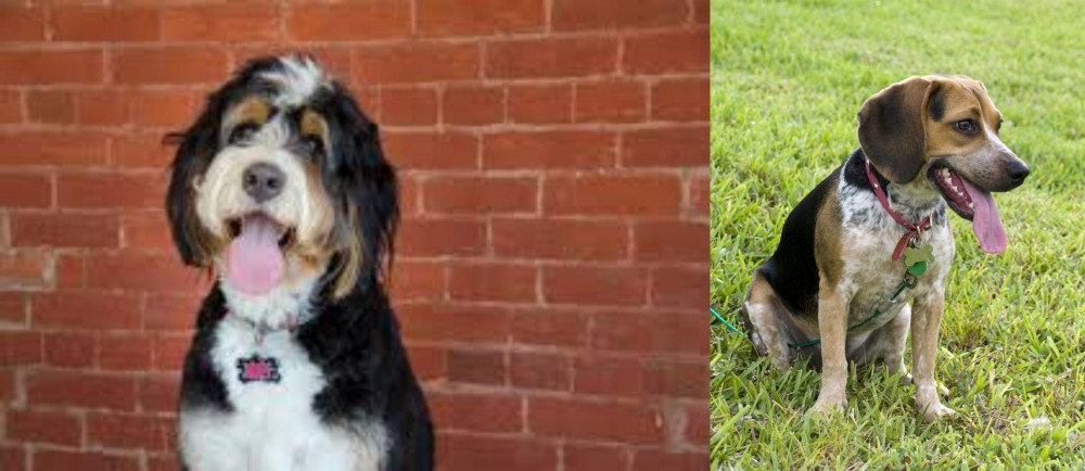 Bluetick Beagle vs Bernedoodle - Breed Comparison
