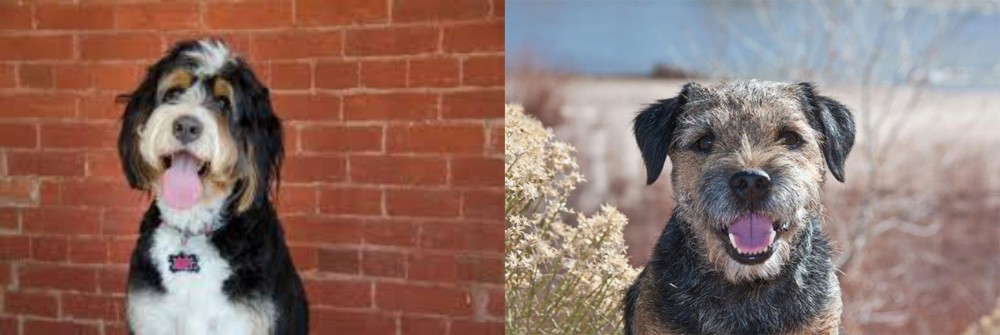 Border Terrier vs Bernedoodle - Breed Comparison