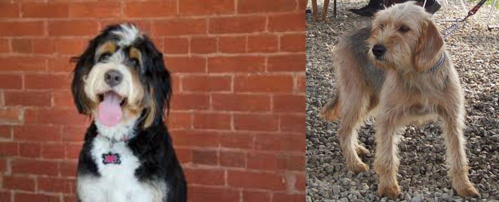 Bosnian Coarse-Haired Hound vs Bernedoodle - Breed Comparison