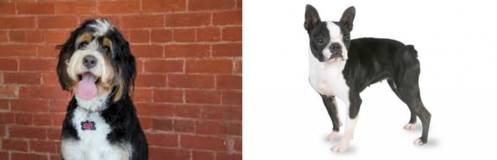 Boston Terrier vs Bernedoodle - Breed Comparison
